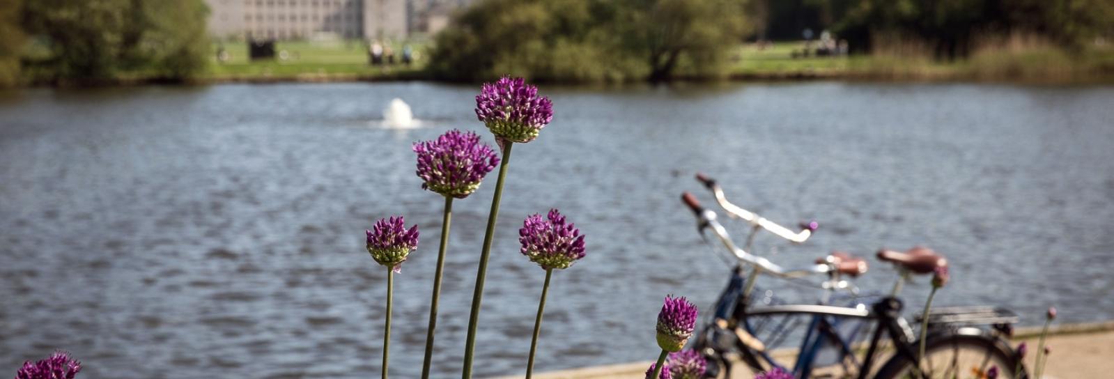 Udsigt over søen i Fælledparken